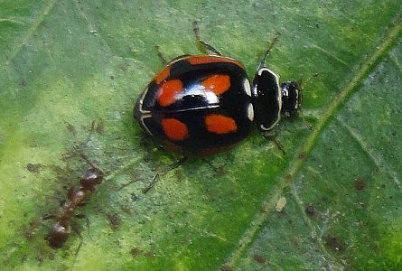 Adalia deficiens sobre hoja de molle